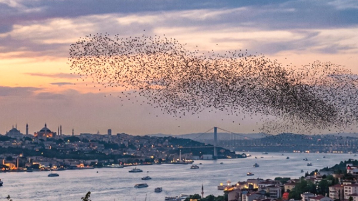 Balkanlardan Gelen Çekirge Sürüleri İstanbul'a Dayandı: Uzmanlar Uyarıyor