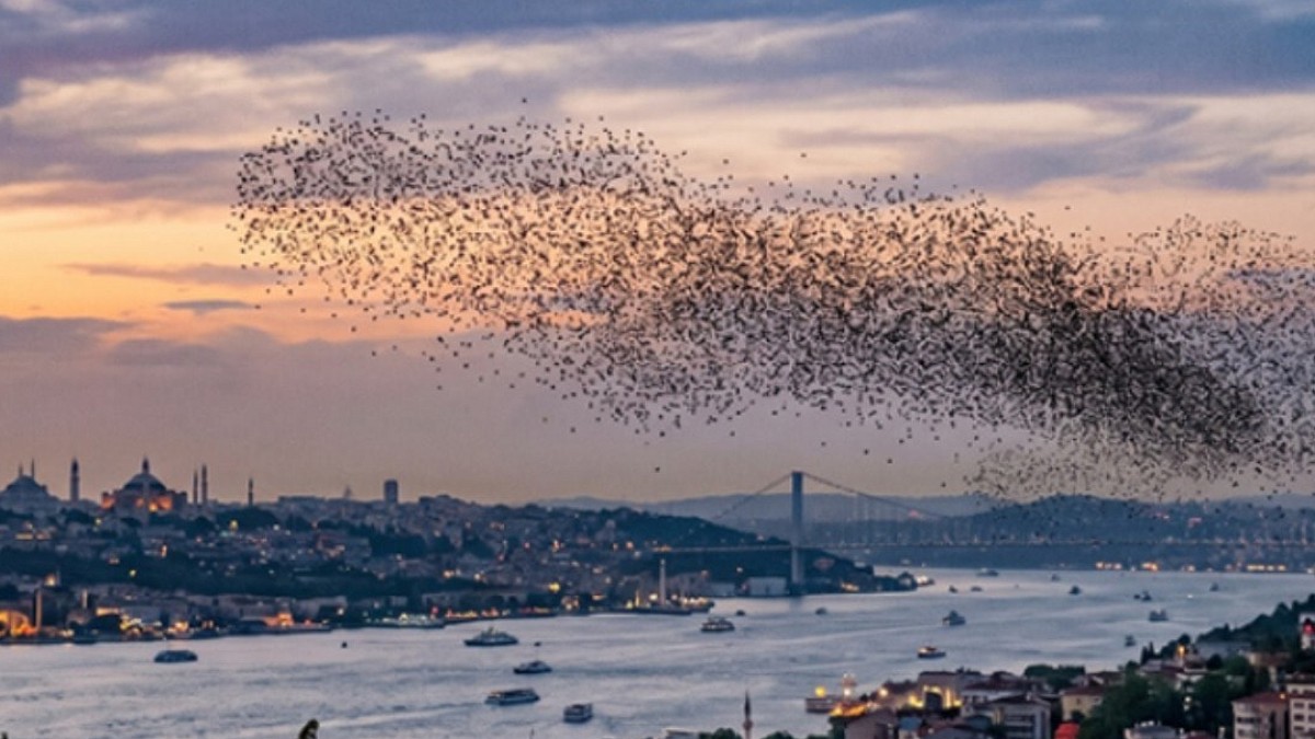Balkanlardan Gelen Çekirge Sürüleri İstanbul'a Dayandı: Uzmanlar Uyarıyor