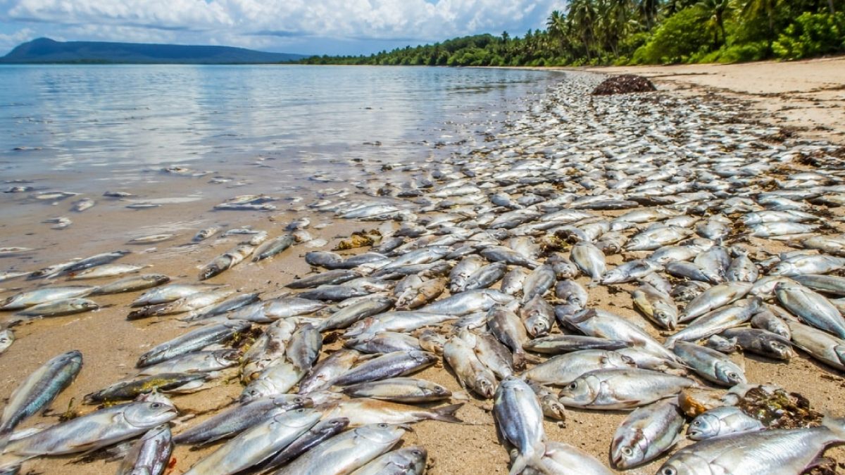 Papua Yeni Gine'de Gizemli Çevre Felaketi: Binlerce Balık Öldü, Halk Sağlığı Tehlikede