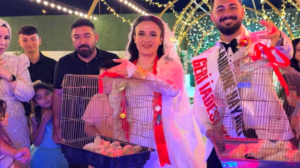 Kebap Ustası Çırağına Düğünde Altın Yerine 100 Civciv Verdi