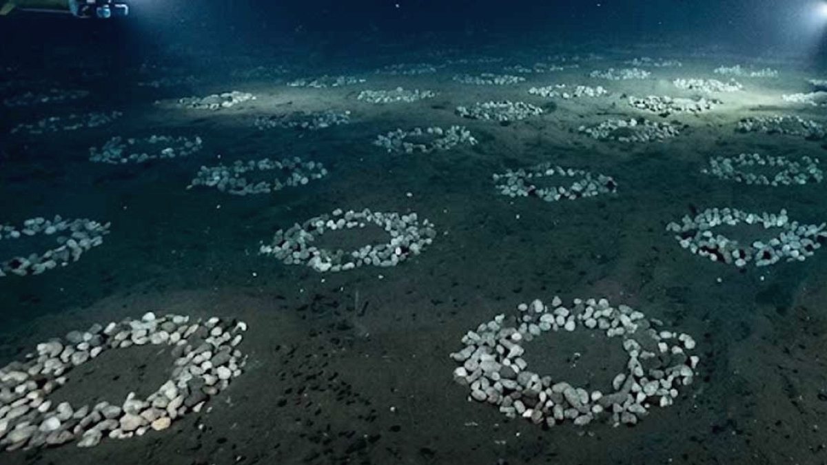 Antarktika'da Gizemli Bir Su Altı Şehri Keşfedildi: 60 Milyon Yuva