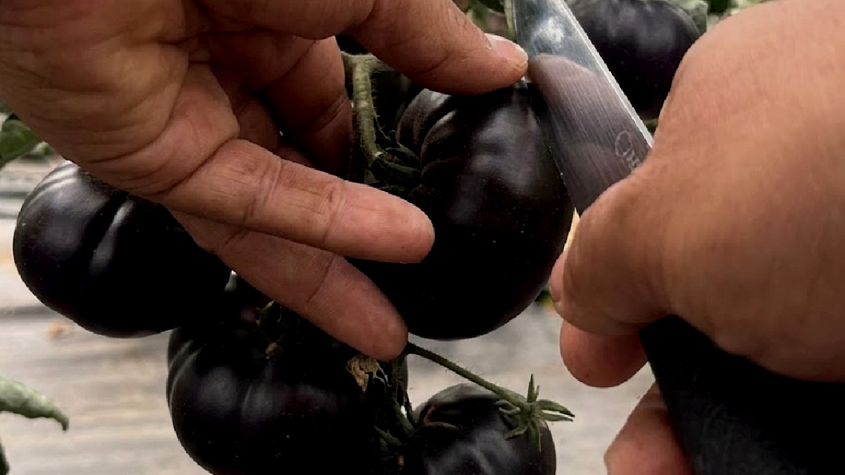 Siyah Domates GDO'lu mu? Tarım Bakanlığı'nın Paylaşımı Tartışma Yarattı