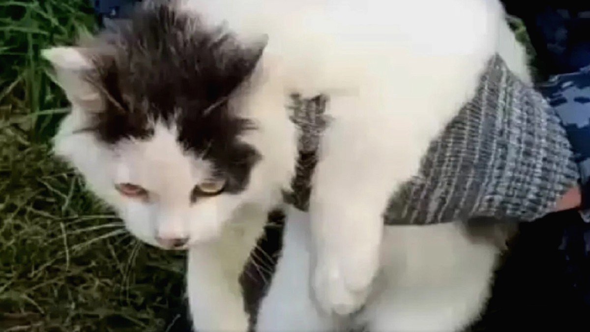 Rusya'da Cezaevine Uyuşturucu Sokmaya Çalışan Kedi Suçüstü Yakalandı
