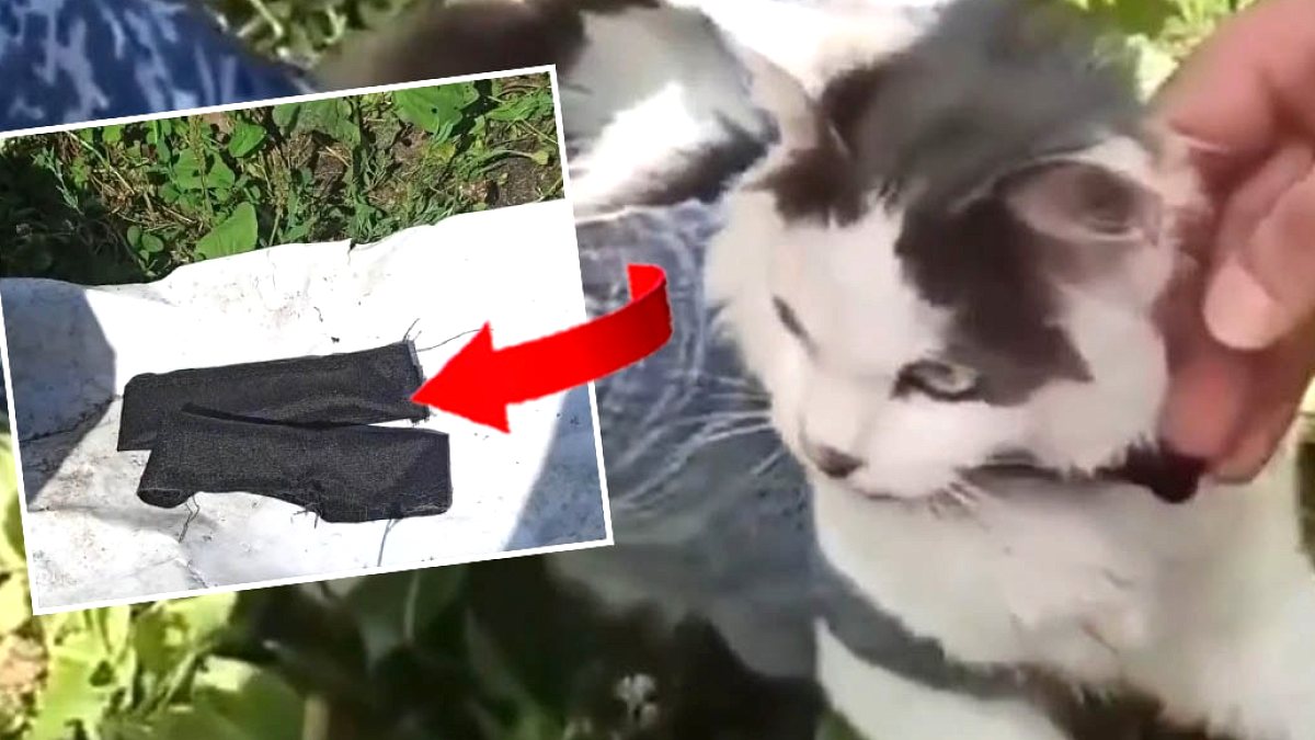 Rusya'da Cezaevine Uyuşturucu Sokmaya Çalışan Kedi Yakalandı