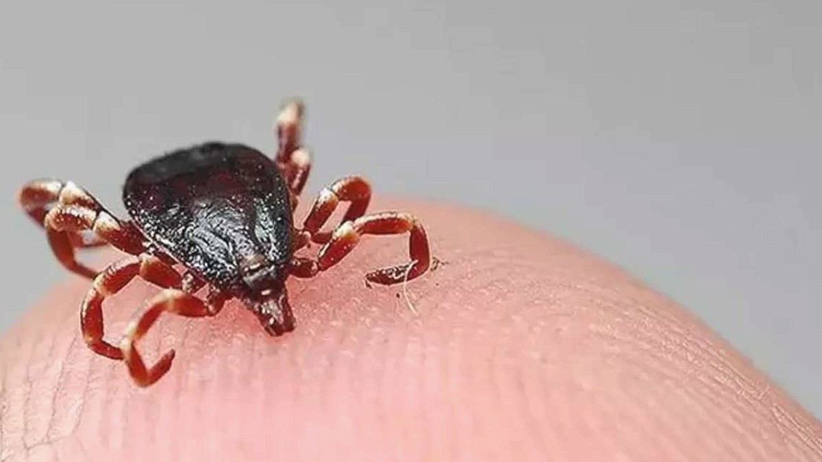 Kene Isırıklarıyla Yayılan Ölümcül Hastalık: Can Kaybı Artıyor