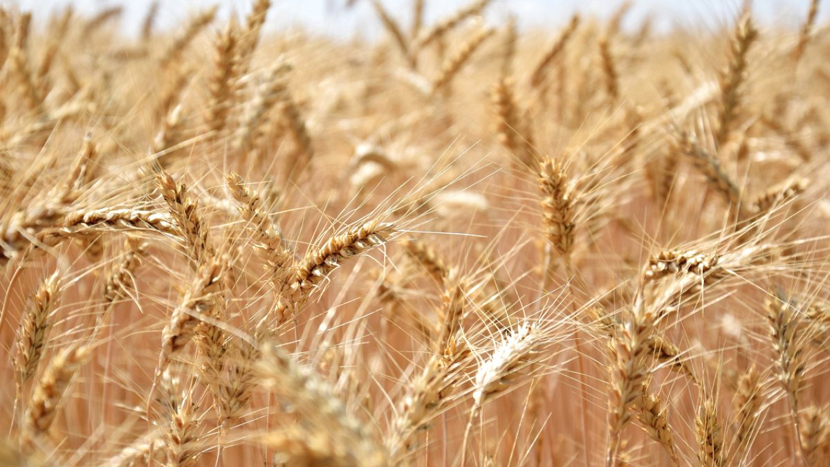 Nestlé Türkiye'den Tarımda İklim Direnci İçin Onarıcı Tarım Atağı