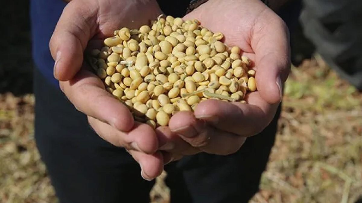 Soya Fasulyesi Fiyatları 26 Ayın Zirvesinde: Küresel Faktörler Etkili Oldu