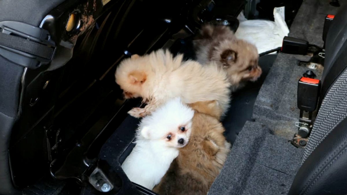 Kapıkule'de İnsanlık Dışı Kaçakçılık: Yavru Köpekler Gizli Bölmede Yakalandı