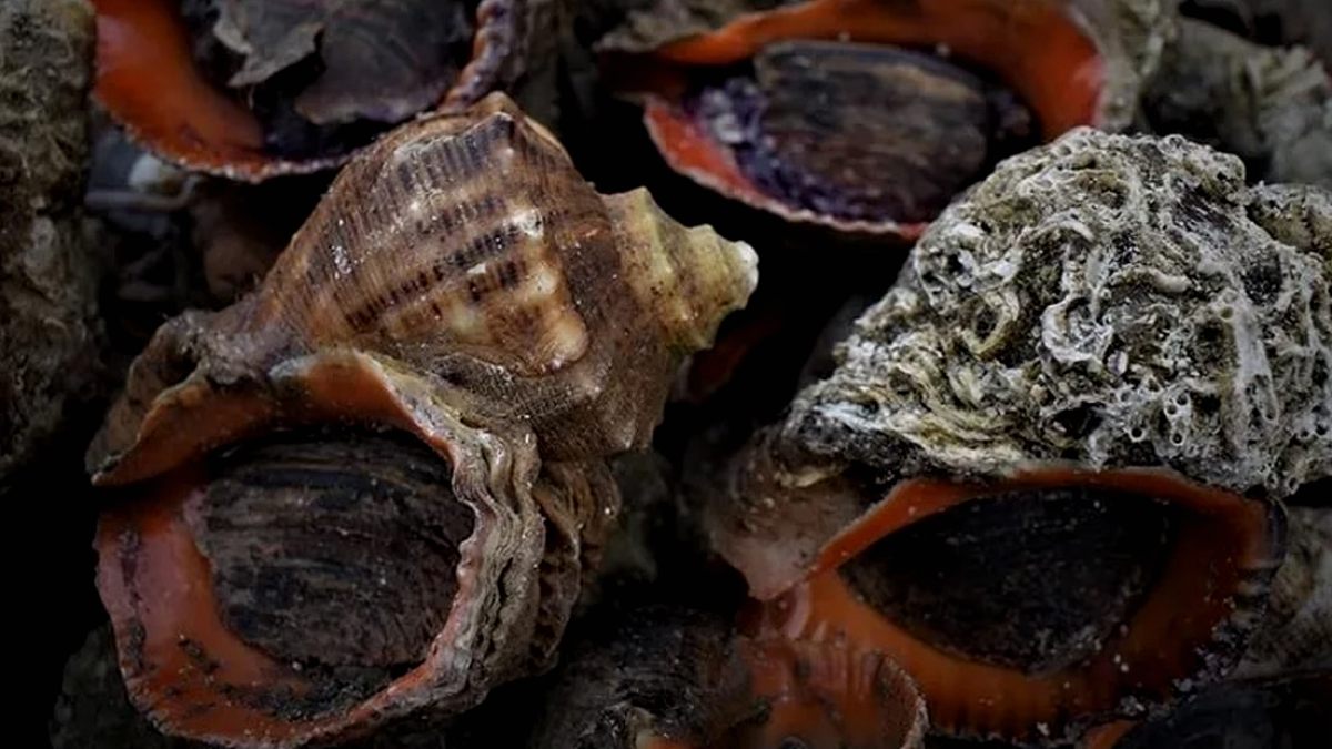 Türkiye'den Dünya Pazarlarına Deniz Salyangozu İhracatında Rekor Artış