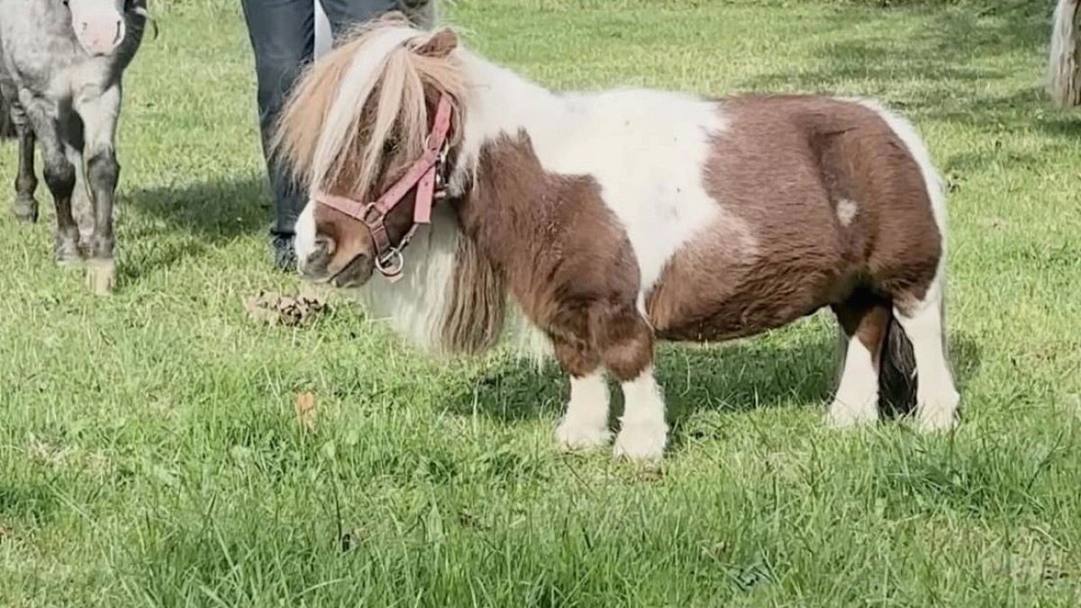 Dünyanın En Kısa Atı 'Pumukel' Guinness'e Girdi