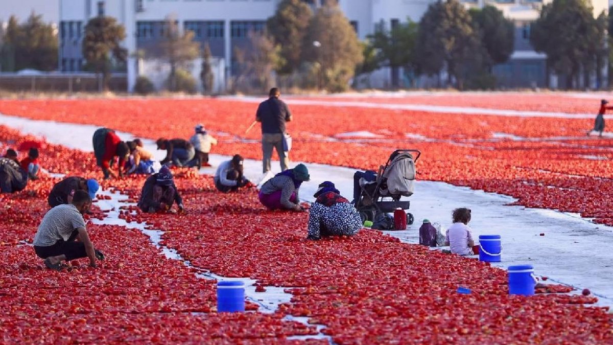 Türk Kurutulmuş Domatesi Dünya Pazarlarında Zirveye Yerleşti