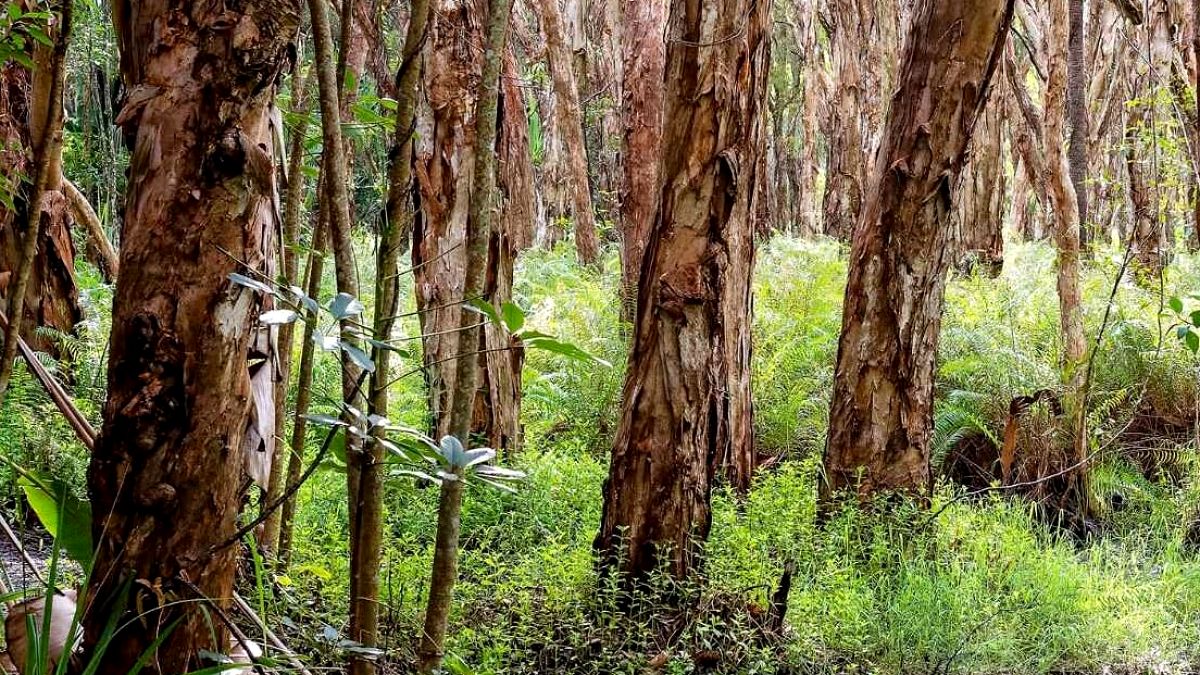 Florida'da 140 Yıllık Ekolojik Kabus: Melaleuca Ağacı Kontrol Altına Alınamıyor