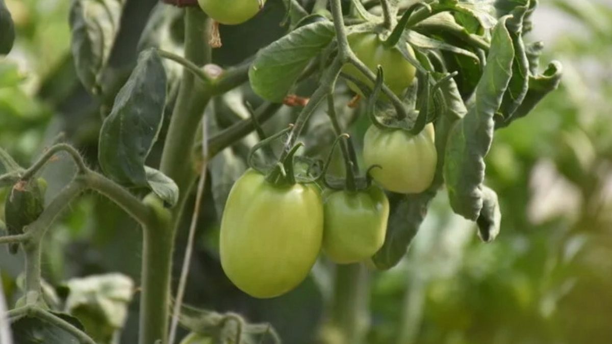 Çiftçinin Yeşil Domatesine İcra Şoku: Ümitlere Haciz Geldi