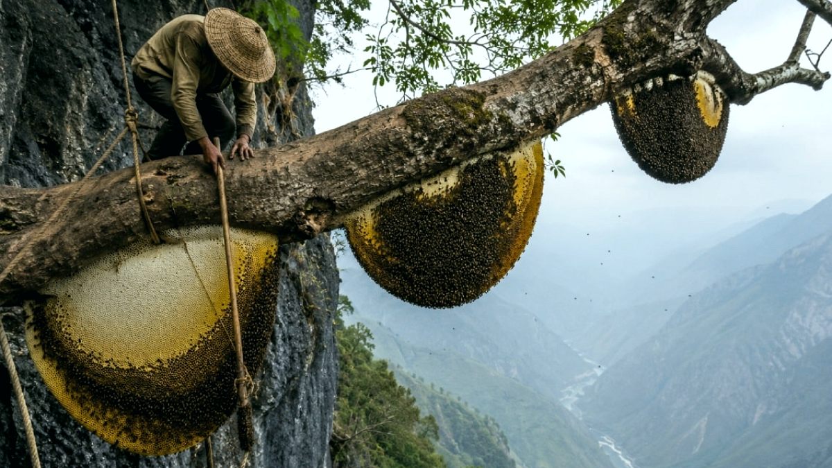 Nepal'de Nefes Kesen Bal Avı: 90 Metre Uçurumlardan Yabani Bal Toplanıyor