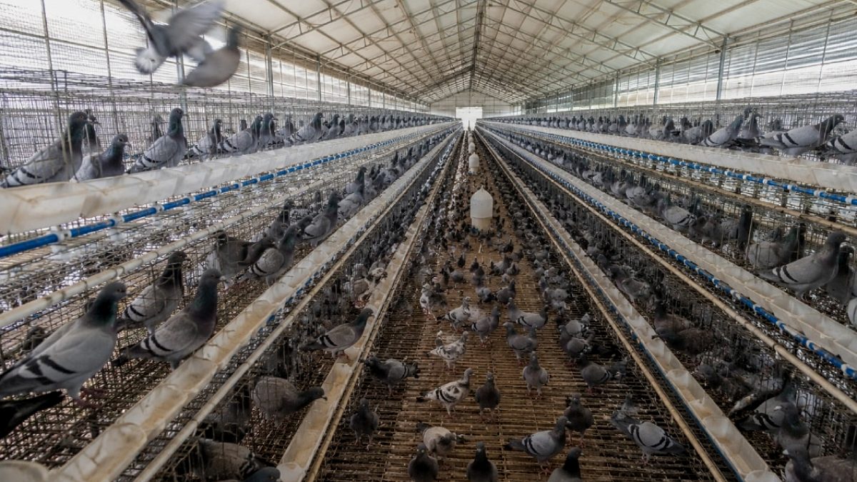 Çin'de Güvercin Tüketimi Patladı: Yılda 600 Milyon Kuş Sofralarda