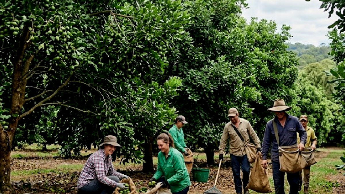 Türkiye'de Macadamia Üretimi Başladı: Dünyanın En Pahalı Kuruyemişi Artık Yerli
