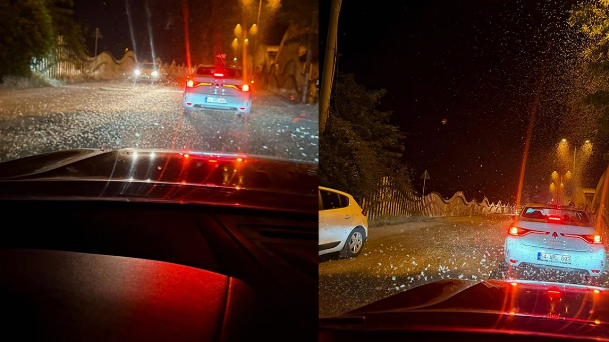 Sakarya Köprüsü'nde Milyonlarca Kelebekten Ölüm Dansı: Kar Gibi Manzara