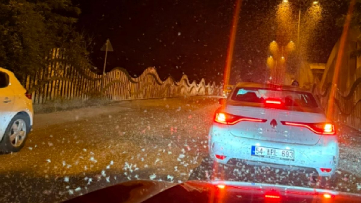 Sakarya Köprüsü Kelebek İstilası: Milyonlarca Canlı Kar Yağmuru Gibi Göründü