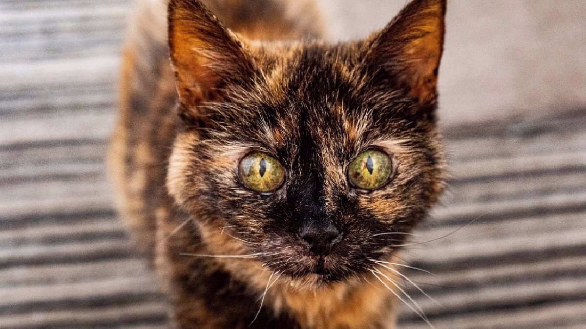 31 Yaşındaki Kedi Millie'nin Uzun Ömrünün Sırrı Açığa Çıktı