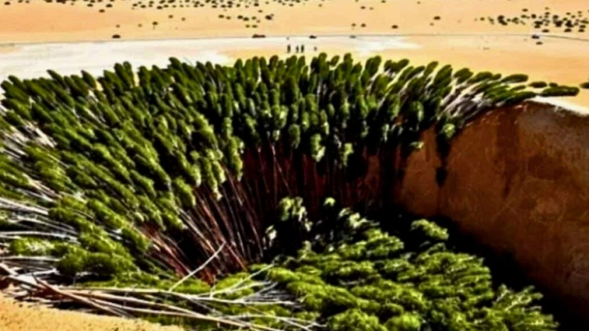 Çölü Yeşerten Dev Proje: Taklamakan'da Beklenmedik Karbon Yutak Etkisi