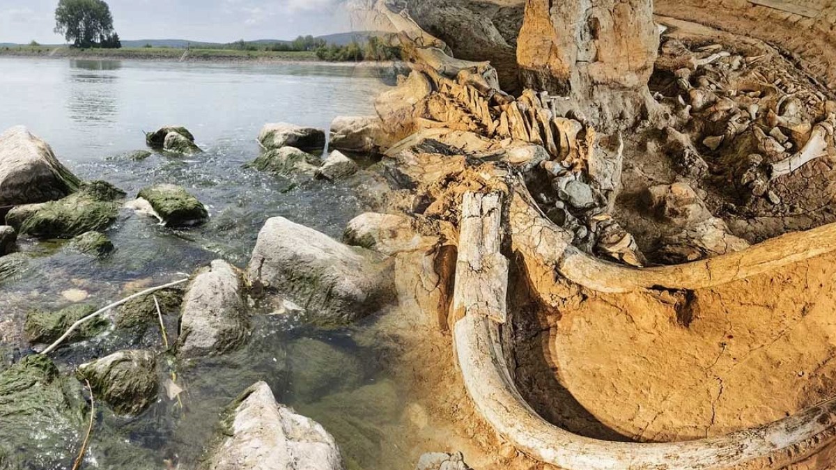 Tuna Nehri Çekildi, Binlerce Yıllık Dev Mamut Kemikleri Ortaya Çıktı