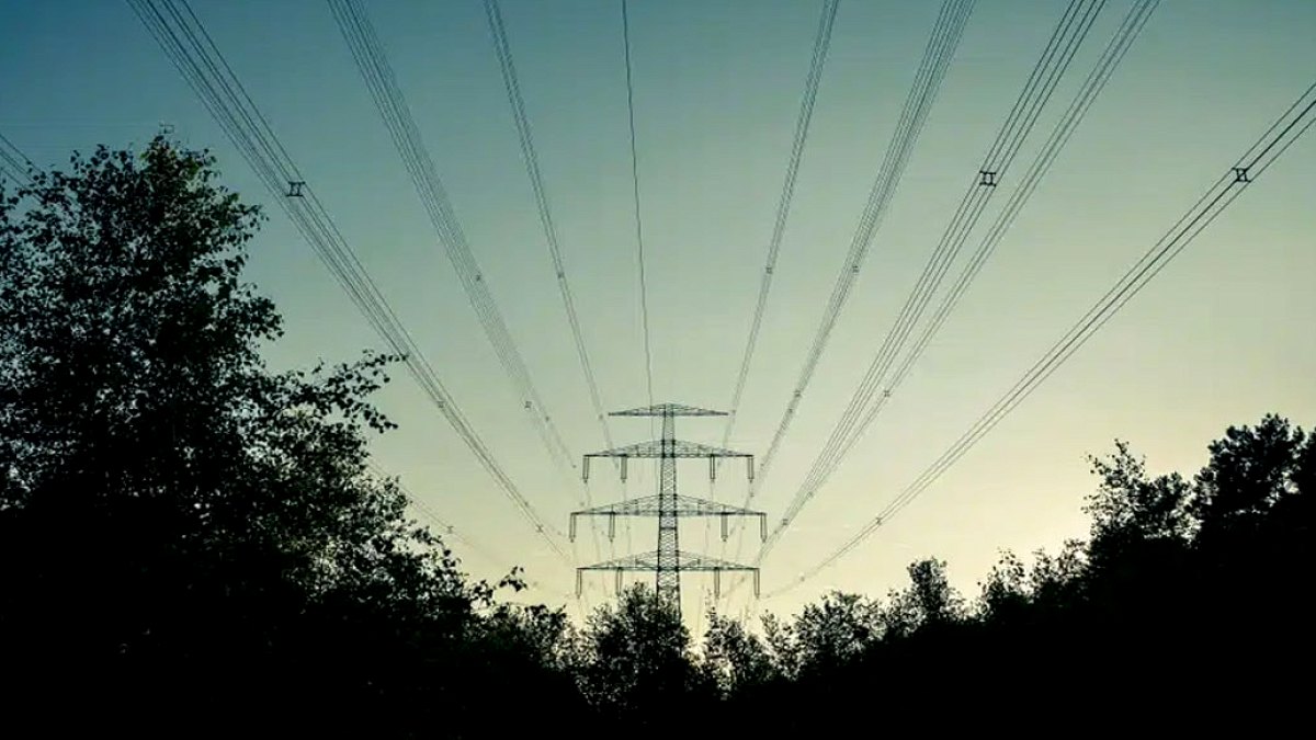 Büyük Elektrik Kesintisinin Şaşırtıcı Nedeni: İstilacı Bir Ağaç Türü