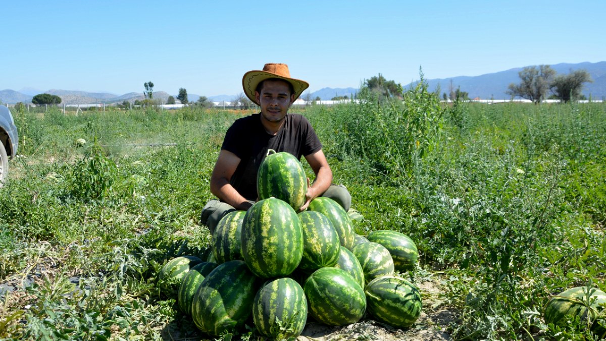 Antalya'da Yayla Karpuzu Hasadı Başladı, Pazar Tezgahları Doldu