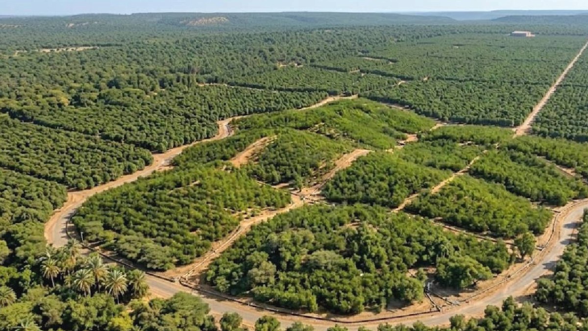 Etiyopya'da Ağaç Dikme Rekoru Yeni Bir Çevre Krizi Başlattı