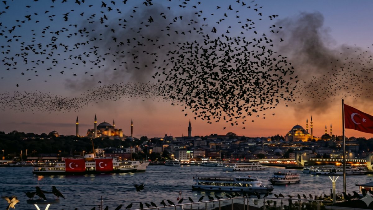 İstanbul'un Yeni Sakini: Çiğdeci Kuşları Yerli Türlere Tehdit Oluşturuyor