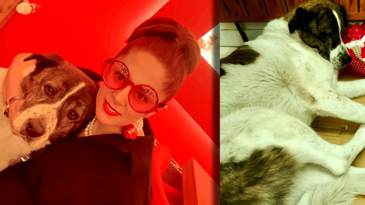 Esenyurt'ta Kaybolan Köpek Barınakta Ölü Bulundu: Aile Şokta