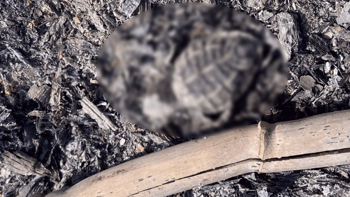 Caretta Caretta Yavrusu Kumsalda Yakılan Ateşte Can Verdi