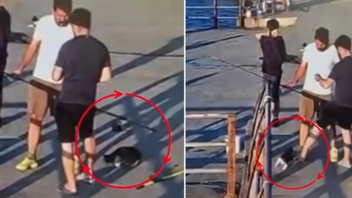 İstanbul'da Hayvanlara Şiddet: Sahipsiz Kediye Tekme Atıp Denize Attılar