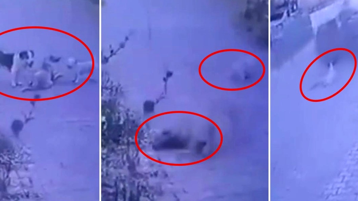 İzmir'de Sokak Hayvanlarına Zulüm: Köpeklere Ateş Açıp Birini Sürükledi