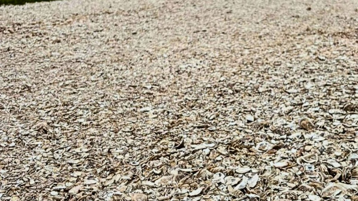 İstiridye Kabukları Kıyı Erozyonuna Karşı Dev Kalkan Oluşturuyor