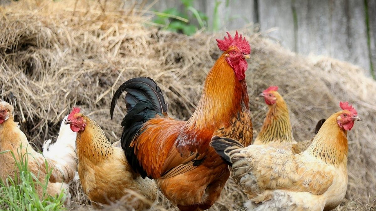 Tavuk Eti Üretimi Haziran'da Yükseldi, Yumurta Verimliliği Düşüşte