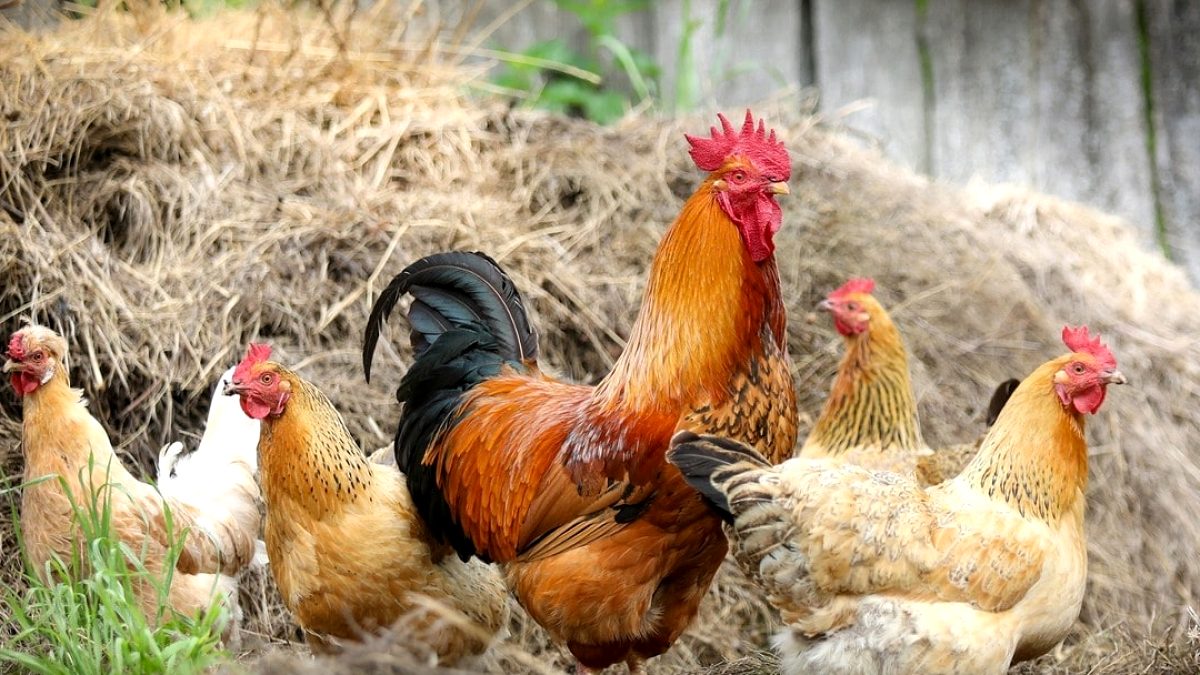 Haziran'da Tavuk Eti Üretimi Yükseldi, Yumurta Verimliliği Düşüşe Geçti