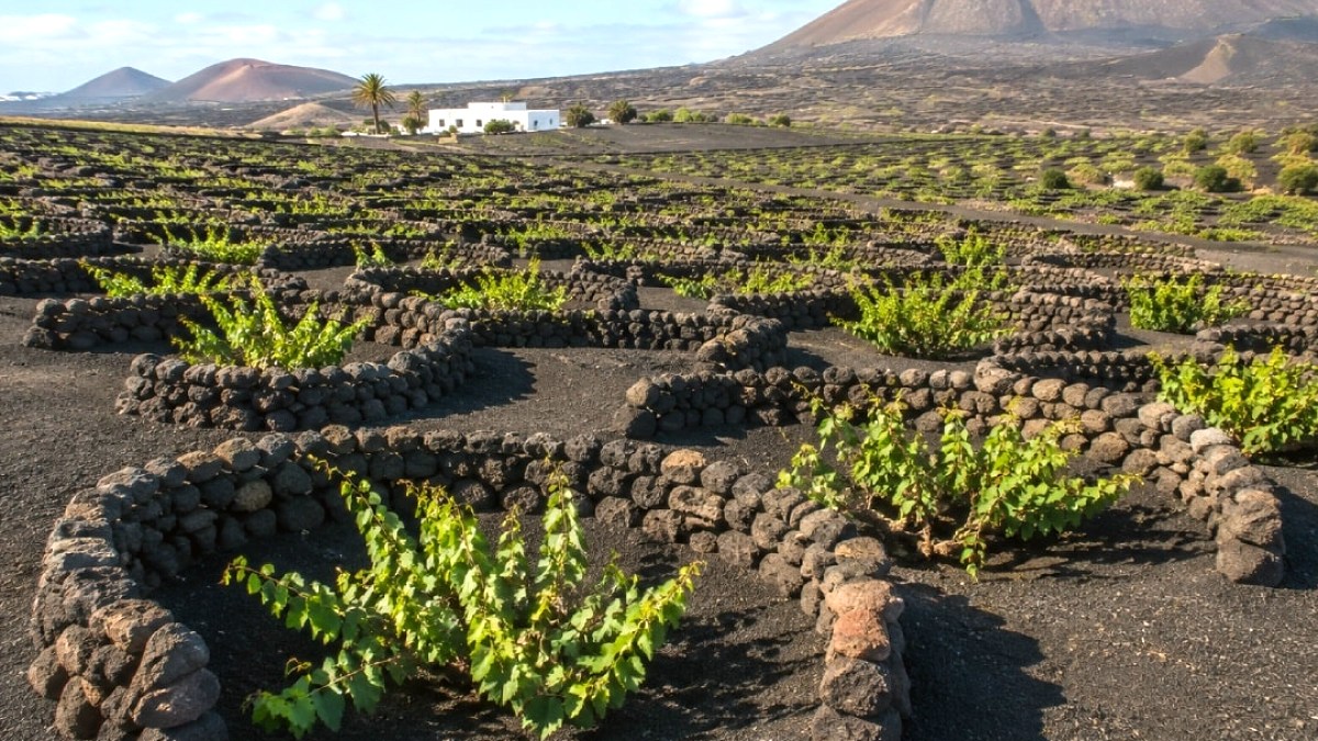 Volkanik Külle Hayat Bulan Bağlar: Lanzarote'de Kuraklığa Karşı Yenilikçi Tarım