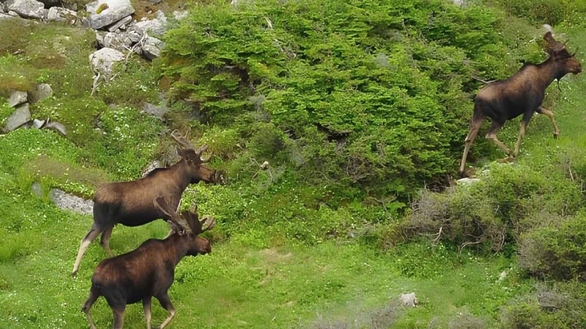 Kanada'da Sığınların İstilası: Ormanları Yok Edip Ekolojik Dengeyi Bozuyorlar