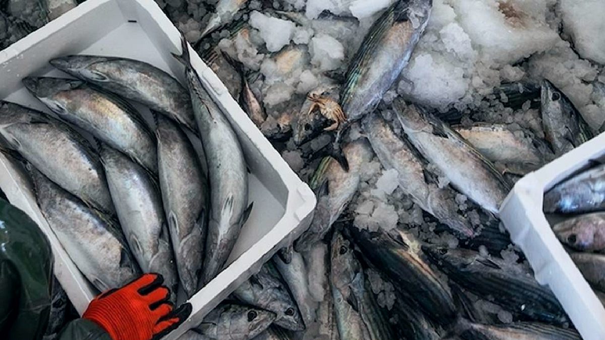 Palamut ve Torik Avı Sezonu Küçük Balıkçılar İçin Erken Başladı