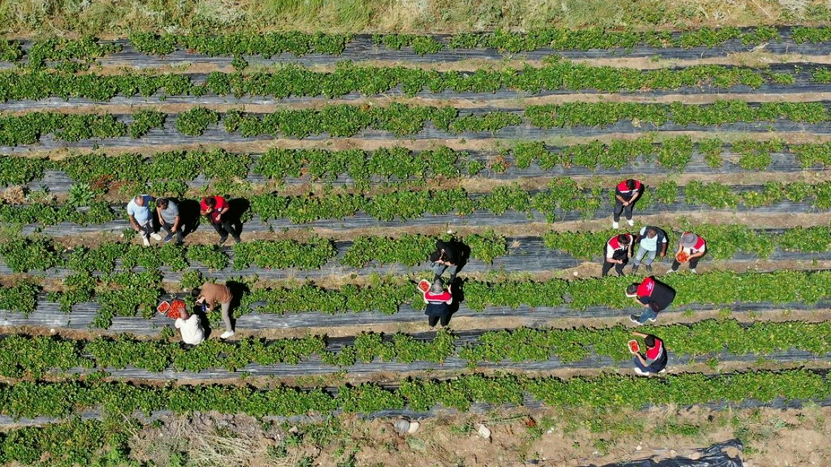 Ağrı'da Çilek Projesi Üreticilere Yeni Gelir Kapısı Açtı