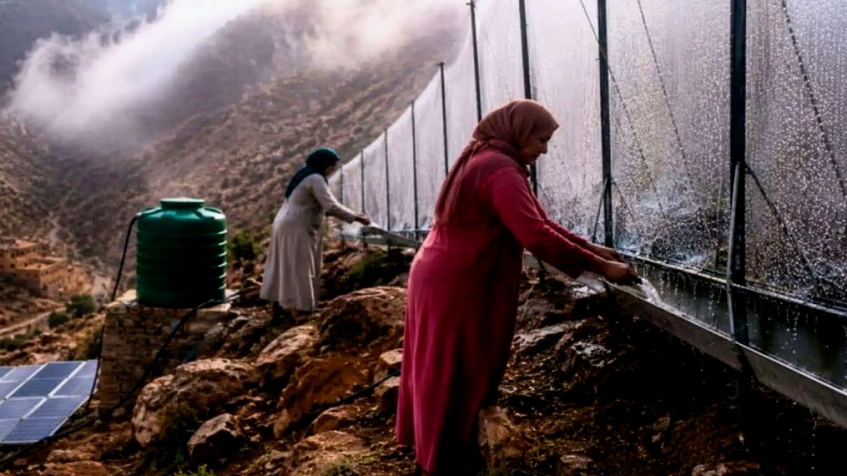Çöl Ortasında Mucize: Dağlardan Sis Toplanıp İçme Suyu Oluyor
