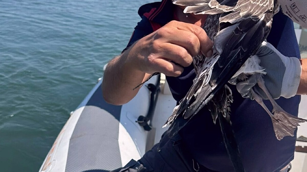 İzmir'de Kanadına Misina Dolan Martıya İtfaiye Sahip Çıktı