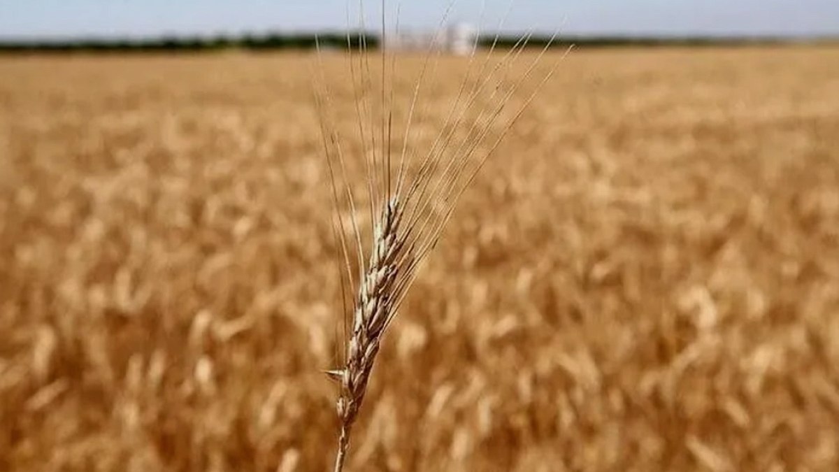 Karadeniz Gerilimi Buğday Piyasasını Yeniden Şekillendiriyor