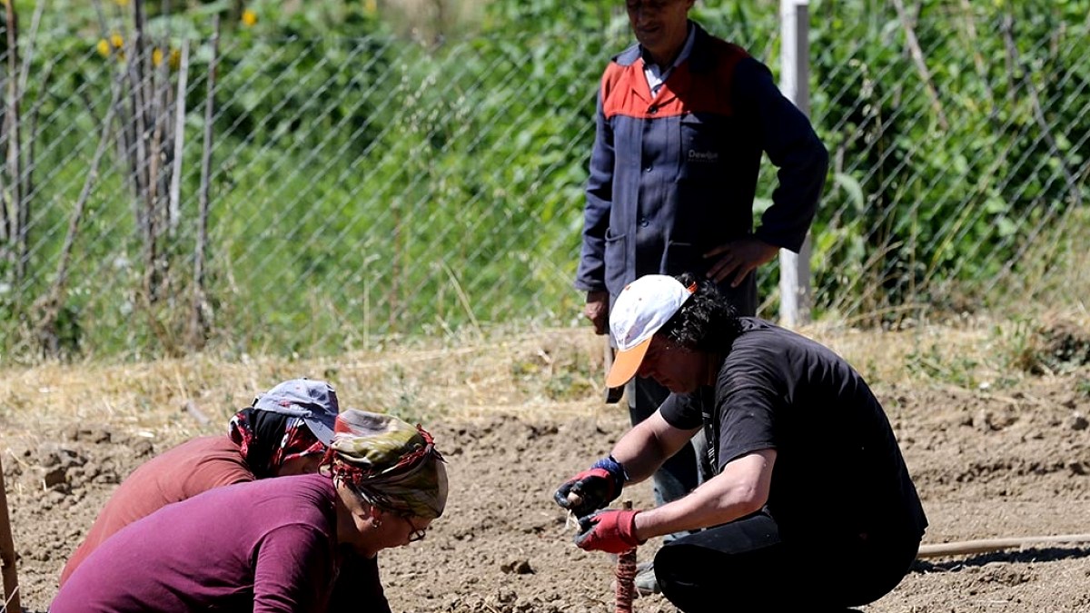 Safranbolu'da Altın Baharatın Geleceği İçin Yeni Proje Başladı