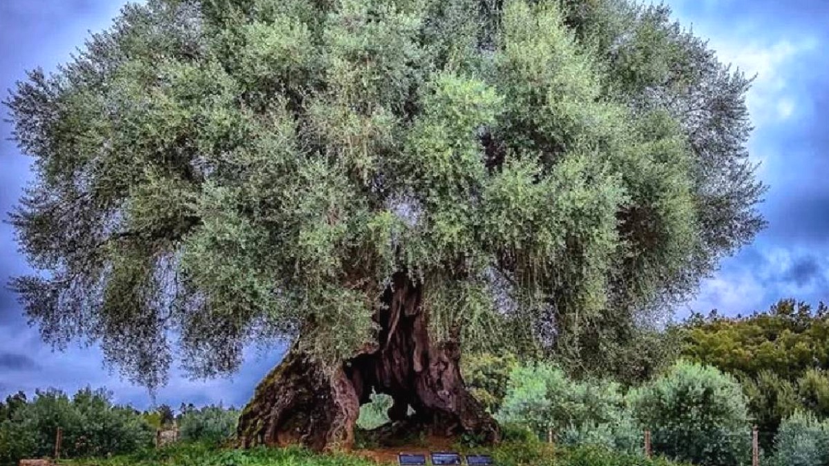 Tarihi Zeytin Ağacı: 3700 Yıllık Yaşam Destanı Zeytin Vermeye Devam Ediyor