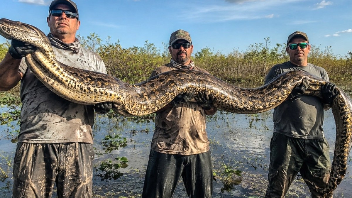 Everglades'te Piton Avı: 10 Günde 280 İstilacı Yılan Yakalandı