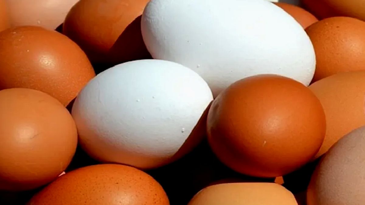 Yumurtalarda Salmonella Tehlikesi: Bir Kişi Hayatını Kaybetti, Yüzlerce Kişi Zehirlendi