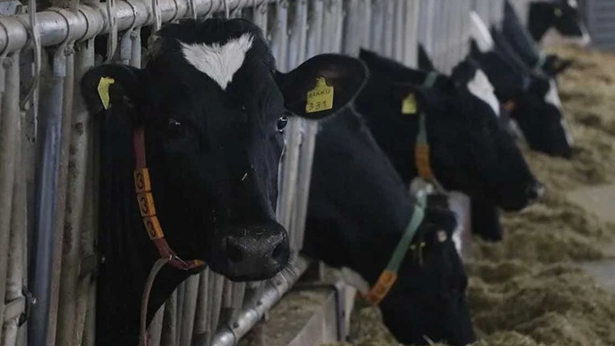 Arjantin'de Süt Verimliliğinde Devrim: 43 Litre Süt Hedefine Ulaşıldı