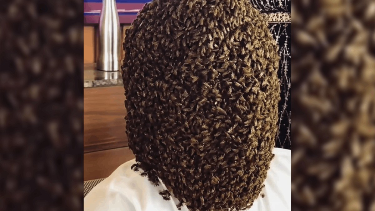 Hindistan'da Adama Binlerce Arı Kapladı: Rekor İçin 5 Saat Sabır