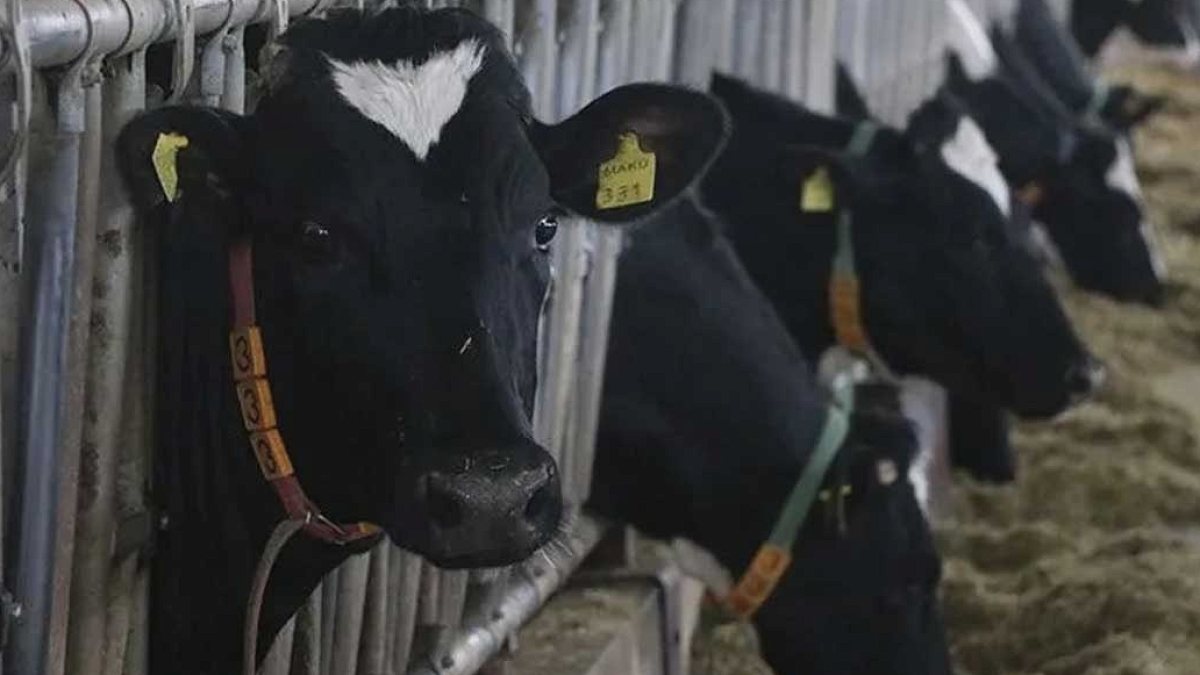 Arjantin'de Süt Devrimi: İnekler Otlamıyor, Verim Rekor Kırıyor